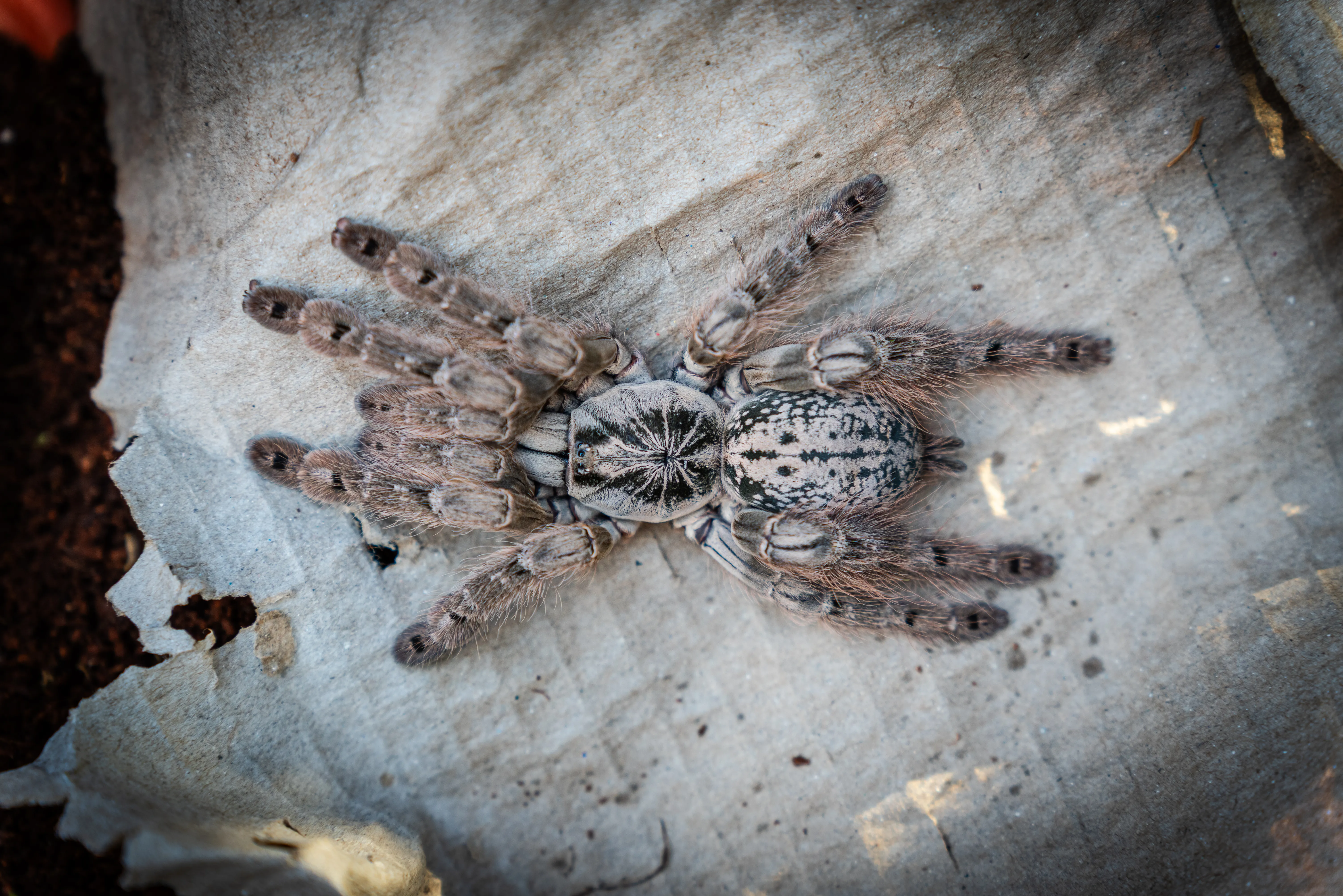 H. maculata